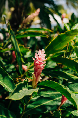 Bright pink ginger flowers rise amidst vibrant green leaves, creating a tropical atmosphere in a garden setting.の写真素材