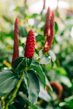 Red ginger flowers stand tall amidst green foliage, showcasing nature's beauty in a serene garden location.の写真素材