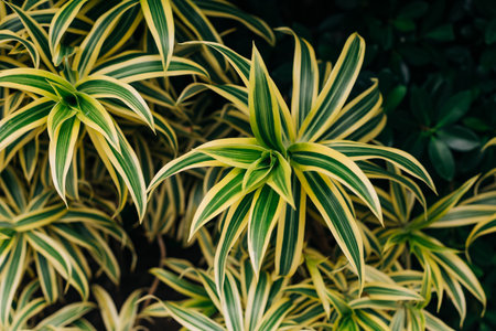 Striking green and yellow leaves create a lively display in a flourishing garden under bright sunlightの写真素材