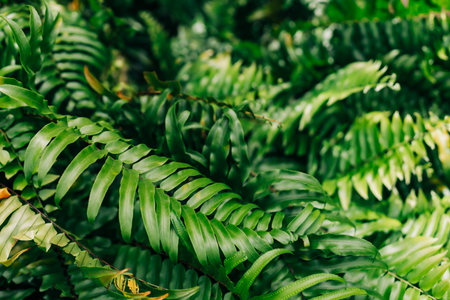 Dense ferns thrive in a lush display, showcasing various shades of green under soft sunlight.の写真素材