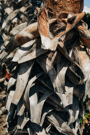 Close-up of palm tree bark showcasing its unique texture and colors in a tropical setting under clear skies.の写真素材