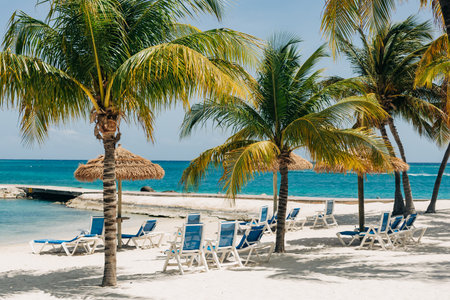 Beach chairs line the sandy shore beneath palm trees, inviting relaxation by the clear blue ocean.の写真素材