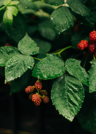 Dew glistens on raspberry leaves as ripe and unripe fruit hangs in a garden during a tranquil morning.の写真素材