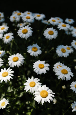 A flourishing patch of white daisies with yellow centers thrives in a sunny garden, adding color to...