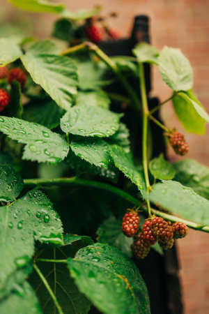 Vibrant blackberries are developing on green vines, glistening with droplets from recent rainfall in a garden setting.の写真素材