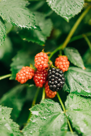 Lush green vines display ripe blackberries alongside red, unripe fruit under natural sunlight.