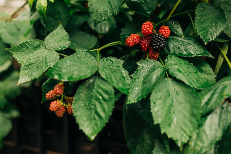 Juicy blackberries grow on their vines among vibrant green leaves, glistening with morning dew in a garden.の写真素材