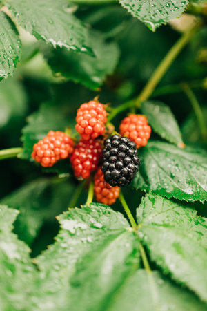 Ripe blackberries and vibrant raspberries are nestled among glossy green leaves in a sunlit garden setting.の写真素材