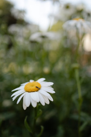 A close-up view of a daisy showcasing its vibrant petals and yellow center, nestled among lush green plants.の写真素材