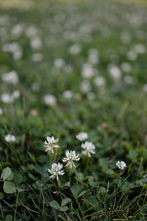 White clover blossoms spread across a lush green landscape under bright sunlight.の写真素材