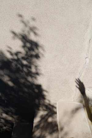 A tree's shadows gently interact with the rough surface of a wall in afternoon sunlight.