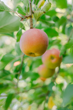 Bright apples dangle from green branches, surrounded by vibrant foliage on a warm day in an orchard.