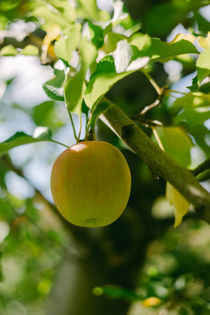 A ripe green apple dangles from a leafy branch in a vibrant orchard under bright sunlight.