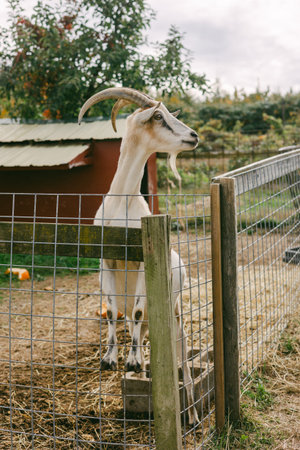 A goat observes its surroundings from behind a wooden fence on a tranquil farm in the countryside.の写真素材