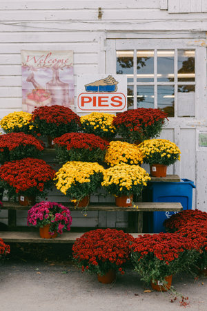 Vibrant flowers in red, yellow, and purple adorn a stand outside a charming pie shop in fall.の写真素材