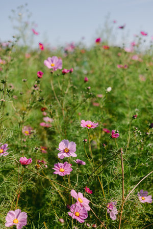 A field of wildflowers shows beautiful pink and purple blooms under a clear blue sky on a warm day.の写真素材