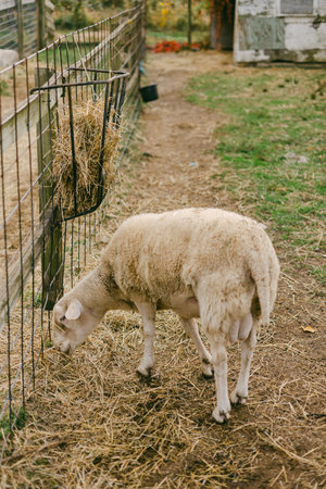 A sheep is feeding on hay from a feeder in a farm setting surrounded by grass and rustic elements.の写真素材