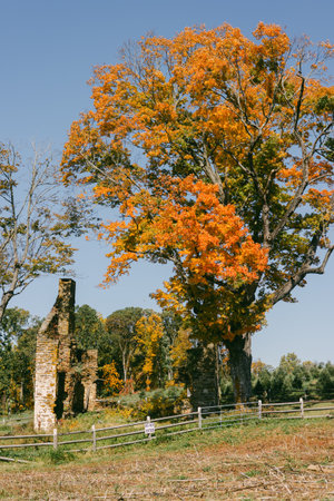 Vibrant orange leaves contrast with the textured stone remnants in a peaceful fall setting.