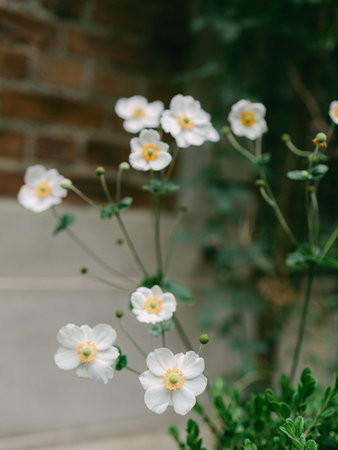 Delicate white flowers with yellow centers stand tall near a weathered brick wall, adding charm to...