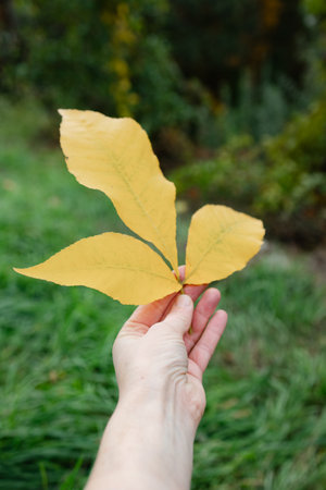 A person holds three vibrant yellow leaves in front of a lush green background, reflecting autumn's...
