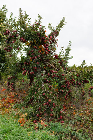 A lush apple tree stands heavy with ripe red apples against a grey sky in an orchard during early...
