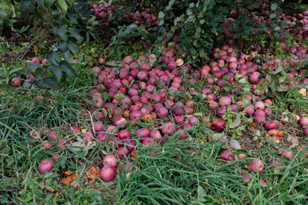 Ripe apples litter the ground beneath trees, showcasing the bounty of the autumn harvest.