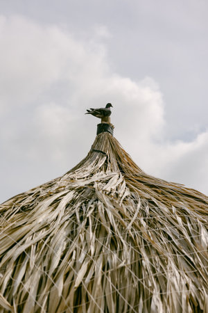 A bird stands on top of a thatched roof with a cloudy sky in the background during late afternoon light.の写真素材