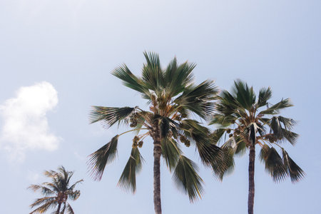 Tall palm trees with vibrant green leaves stand under a bright blue sky on a warm sunny day in a...