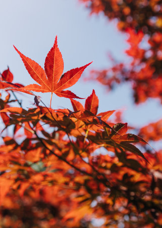Bright red maple leaves contrast beautifully with a clear blue sky during a sunny autumn afternoon.