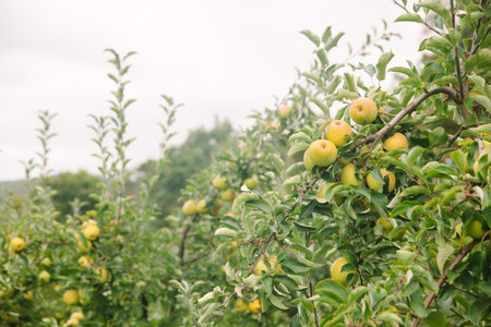 Ripening apples fill the branches in an orchard, showcasing nature's bounty on a tranquil, overcast...