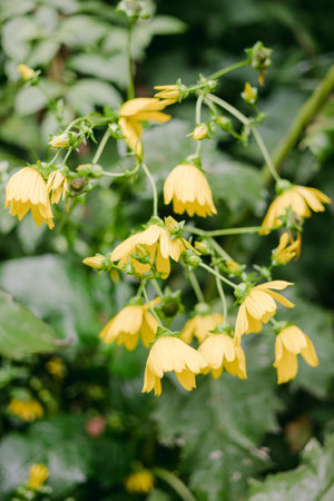 Vibrant yellow flowers with delicate petals growing amidst rich green leaves in a serene garden setting.の写真素材