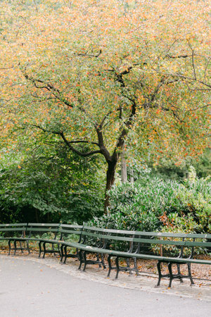 Visitors enjoy the tranquil atmosphere of a park adorned with autumn foliage and empty benches.