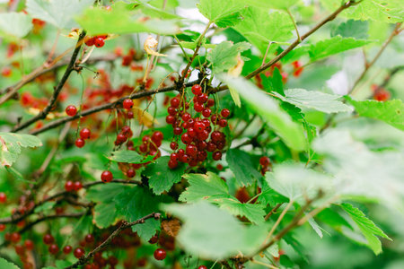Clusters of bright red currant berries grow on healthy green foliage in a garden setting.