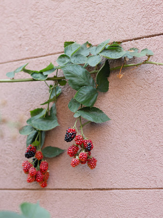 Fresh blackberries hang from a vine, showcasing vibrant colors against a soft wall in a garden...