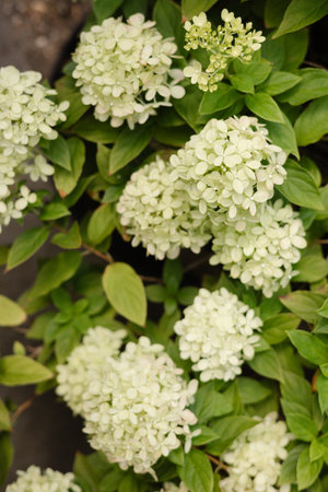Clusters of white hydrangea flowers thrive amid vibrant green leaves in a garden setting during...