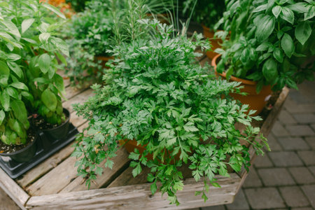 Green plants flourish in terracotta pots on a rustic wooden table in a vibrant indoor garden...