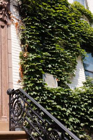 Vibrant ivy covers a building's exterior, showcasing nature's beauty in a lively city environment...