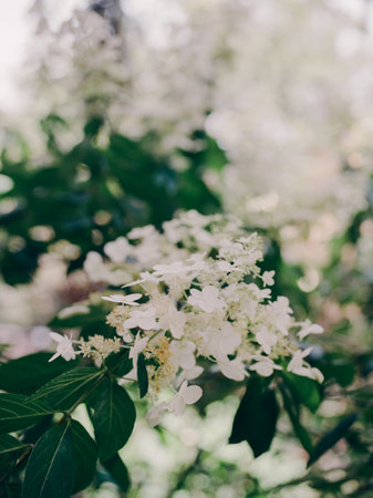 Delicate white flowers bloom amidst vibrant greenery in a garden filled with sunlight.