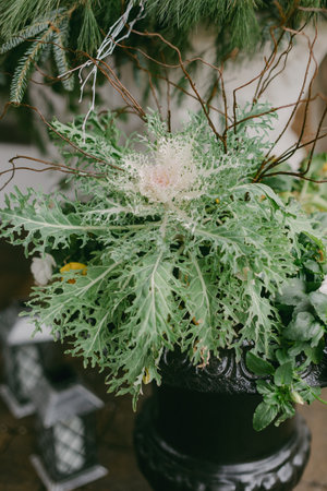 Arranged vibrant green plant surrounded by rustic lanterns in a warm, inviting atmosphere.の写真素材