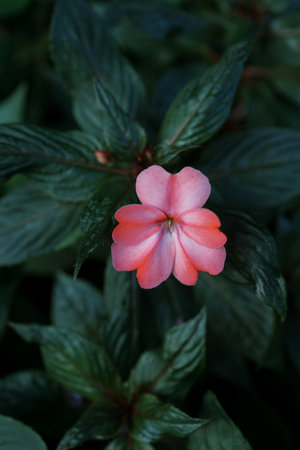 A pink flower stands out against dark green leaves, capturing the beauty of nature in a tranquil garden setting.の写真素材