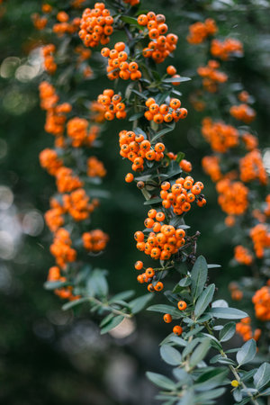 Vibrant clusters of orange berries dangle from lush green leaves in a garden illuminated by afternoon light.の写真素材
