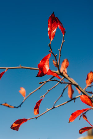 Bright red and orange leaves cling to branches under a vibrant blue sky, showcasing the beauty of...