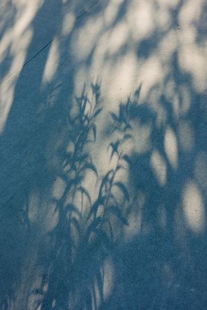 Lush plant shadows create intricate patterns on a smooth concrete surface during a sunny afternoon.