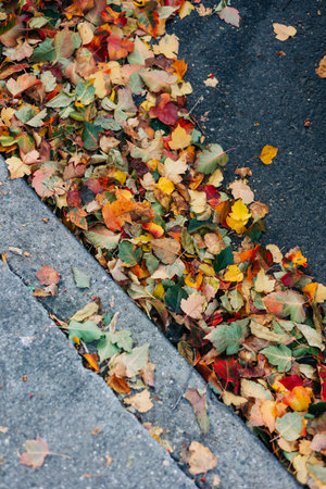 Bright red, orange, and yellow leaves cover the sidewalk, signaling the arrival of fall in the urban...