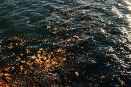 Colorful autumn leaves float on the river as sunlight glimmers on the water surface, creating a...
