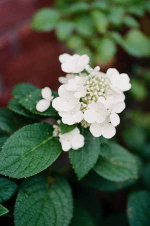 Vibrant white hydrangea blossoms blooming against a lush green backdrop during a sunny afternoon