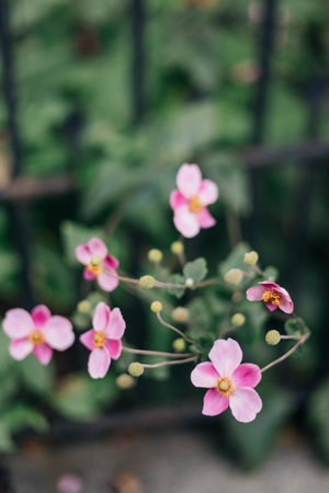 Delicate pink flowers grow near a garden fence, showcasing their beauty in a peaceful outdoor environment.の写真素材