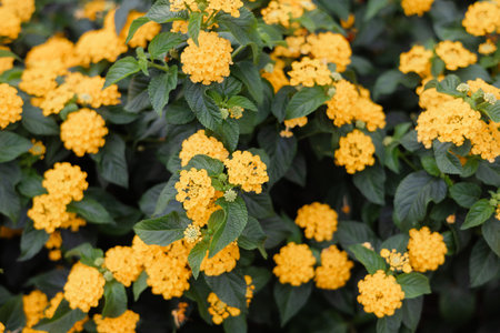 Lantana flowers showcase vibrant yellow blooms surrounded by green leaves in a sunny garden, inviting pollinators.の写真素材