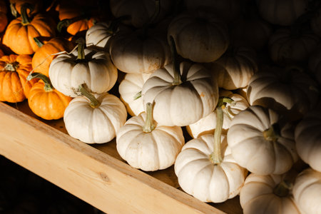 Pumpkins in various colors are neatly arranged on a wooden shelf, showcasing the season's harvest under warm sunlight.の写真素材