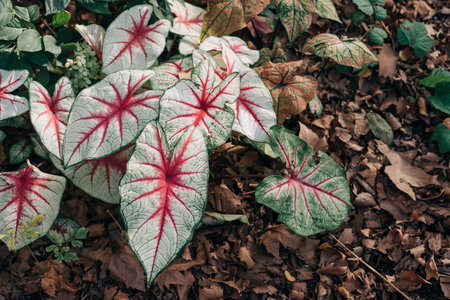 Colorful caladium leaves display striking red veins while surrounded by dry leaves in a sunny garden.の写真素材